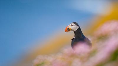 An adult Atlantic puffin (Fratercula arctica) among the rich coastal colours of purple thrift and yellow lichens, Shetland Islands, Scotland, UK