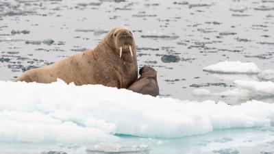 Female walrus and it's young offspring on an ice floe Norway