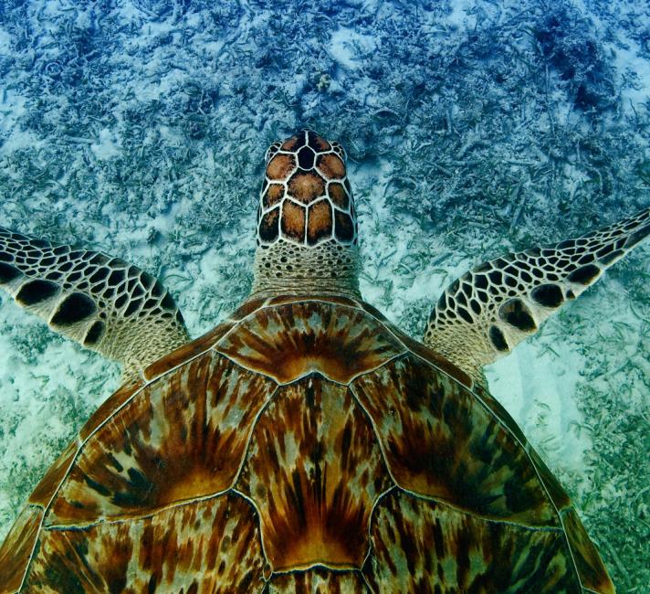 Turtle Turtle swimming in clear blue water