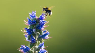 Bumblebee landing on a tall blue wildflower in Norfolk, UK. Bumblebee landing on a tall blue wildflower in Norfolk, UK.
