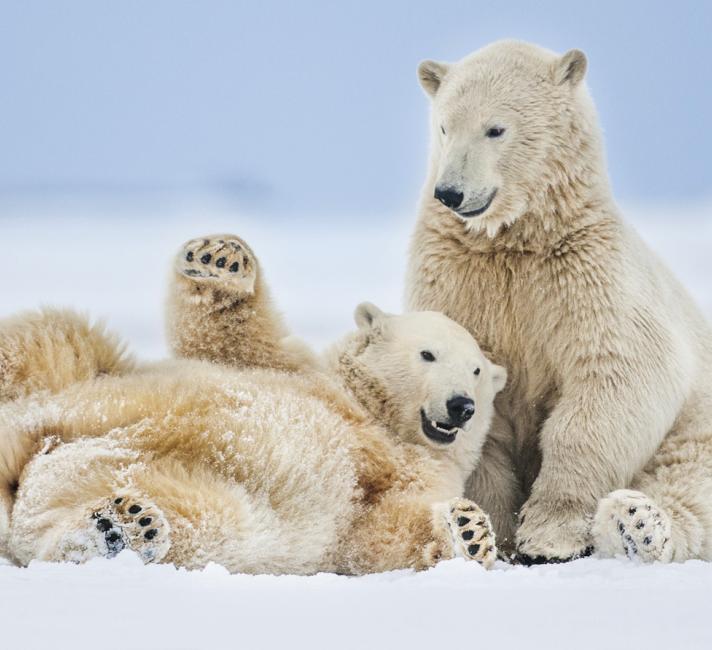 Two polar bears playing Two polar bears playing