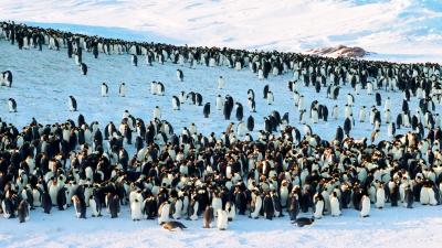 Staying cool Emperor penguins