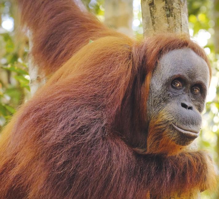 Orangutan smiling Orangutan smiling