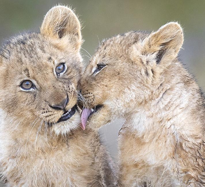 Two lion cubs grooming Two lion cubs grooming