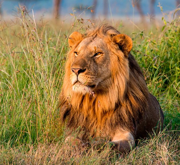 Living with lions Lion lying down