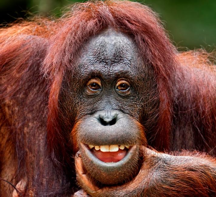 Orangutan - Go wild Orangutan smiling