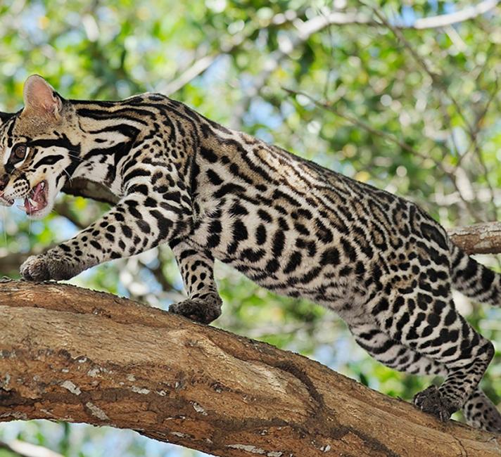 Ocelot stalking Ocelot stalking