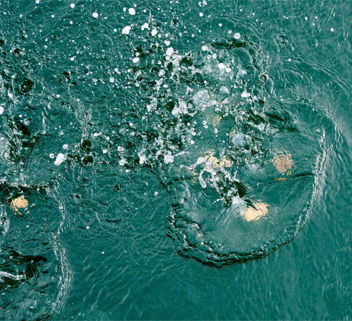 Oysters splashing into the Firth of Forth