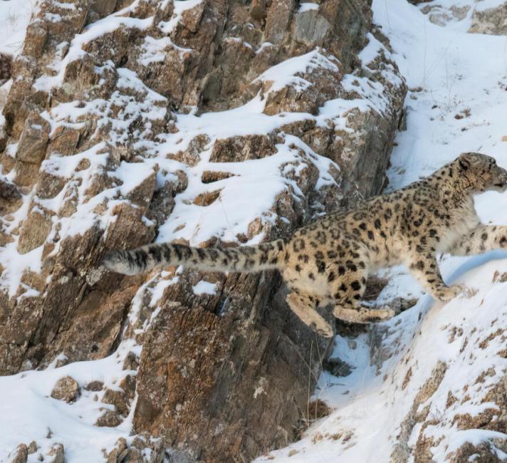 Snow Leopard pair on snow covered rocky slope Mongolia