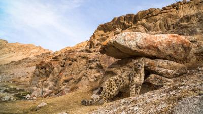 Snow leopard standing beside boulder in rocky landscape of Himalayas India