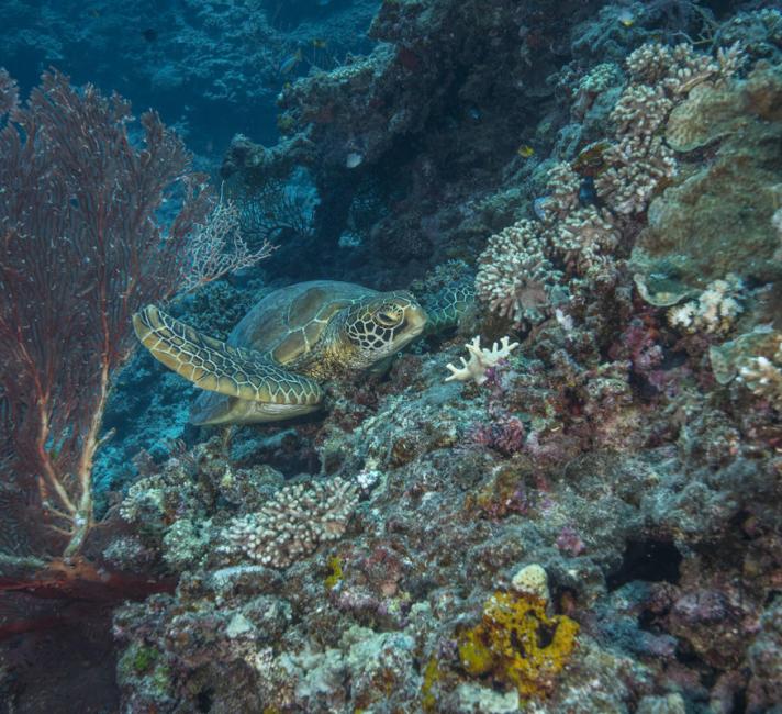 A green turtle resting among corals off Tokoriki Island (west of Viti Levu). Great Sea Reef Survey, Fiji. A green turtle resting among corals off Tokoriki Island (west of Viti Levu). Great Sea Reef Survey, Fiji.