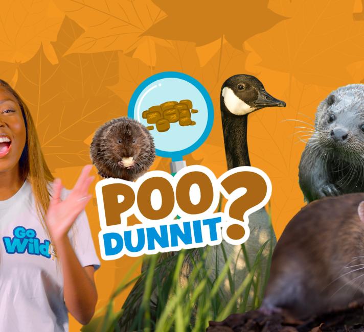 Poodunit Poodunit