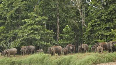 Bornean Elephant population at Sabah, Malaysian Borneo