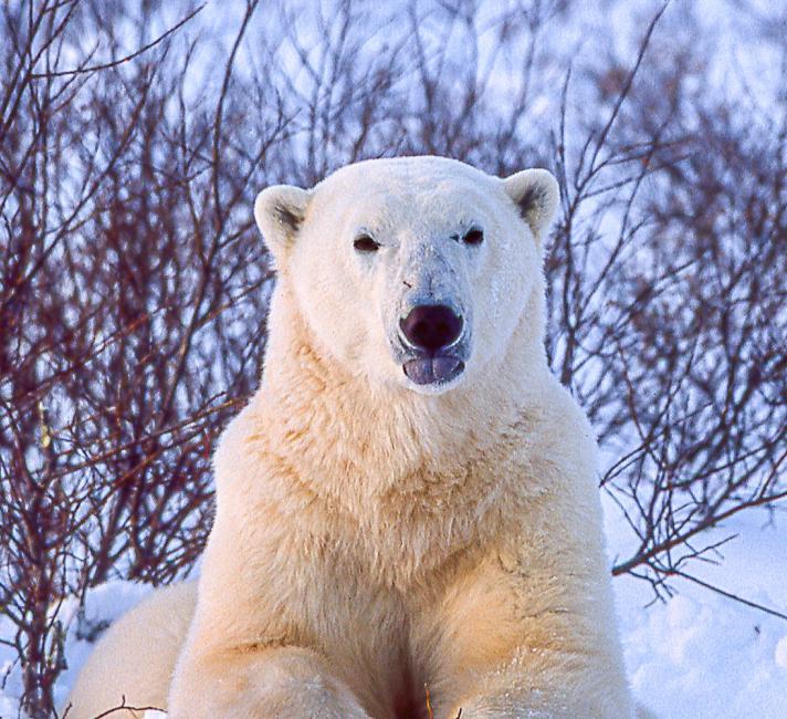 cold encounter cold encounter with polar bear
