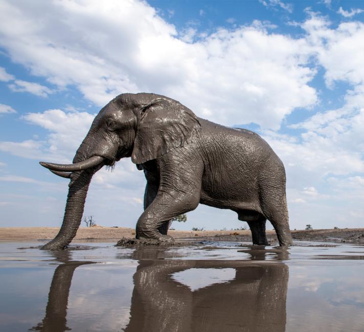 muddiest bath elephant taking a muddy bath