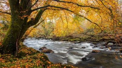 A healthy river during Autumn in Wales, UK.