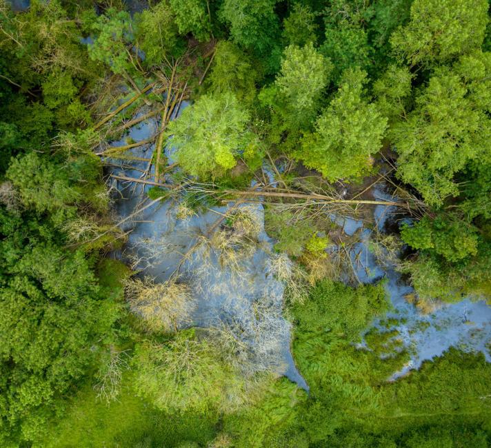 Aerial shot showing beaver pond and felled trees inside beaver enclosure. North Norfolk, UK.
