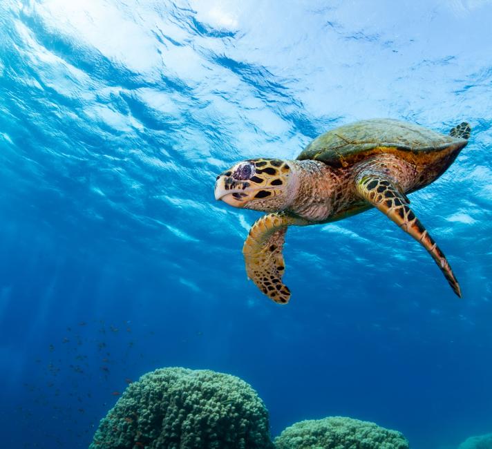 Hawksbill turtle