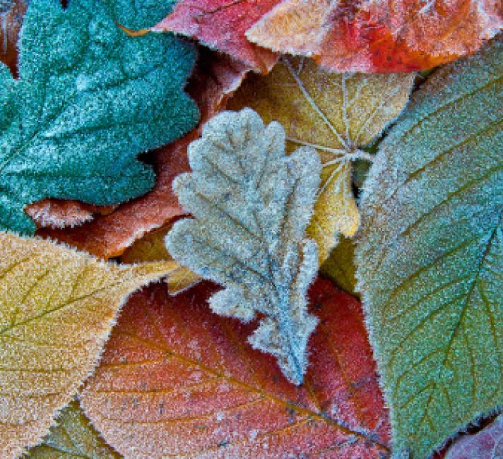 Take or leaf it hero Take or leaf it hero