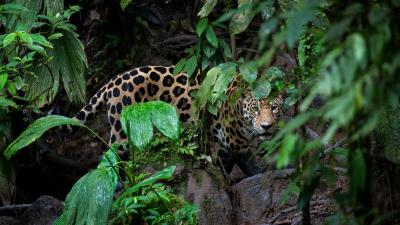 Jaguar (Panthera onca) looking through forest leaves, Yasuni National Park, Ecuador. Amazon Rainforest.
