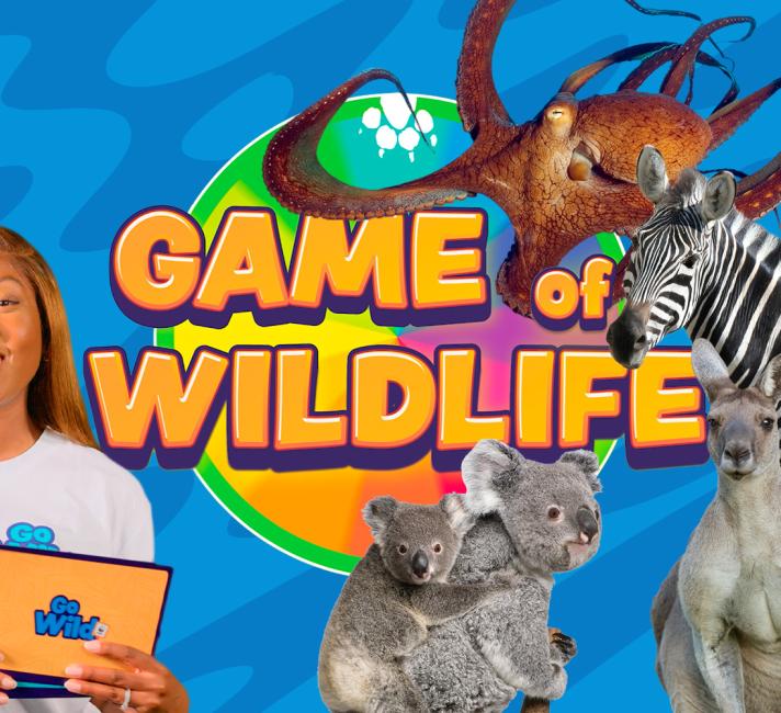 Game of wildlife episode 2.jpg Game of wildlife episode 2.jpg