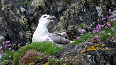 A fulmar (Fulmarus glacialis) perches atop a rocky cliff near Câr-Y-Môr seaweed farm in Pembrokeshire, Wales. A fulmar (Fulmarus glacialis) perches atop a rocky cliff near Câr-Y-Môr seaweed farm in Pembrokeshire, Wales.