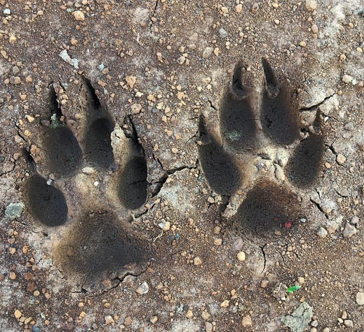 Kangaroo footprints Kangaroo footprints