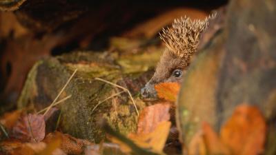 Adult hedgehog foraging in suitable place to hibernating at dusk