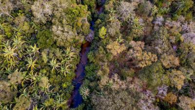 Amazon river with trees either side 