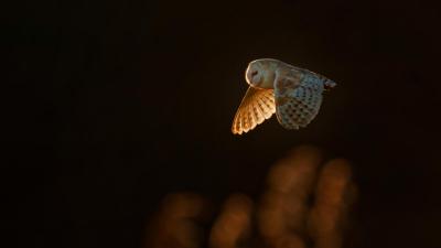 An adult barn owl in flight in the evening