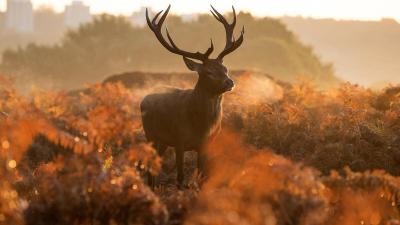 Deer in Richmond park, England in the Autumn