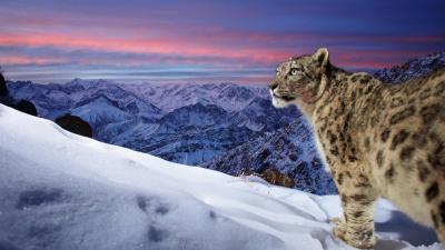 Snow Leopard in Indian Himalayas A wild snow leopard triggers a camera trap high up in the mountains of Ladakh in the Indian Himalayas. A stunning profile of the snow leopard in the foreground with mountains and orange sky in the background. The original image has been flipped horizontally.