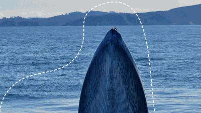 bryde_s-whale