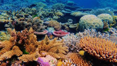 coral coral