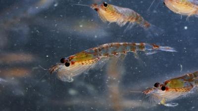 Krill play an important role in the fight against climate change