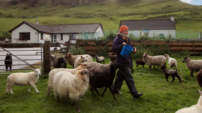 Helen O’Keefe feeding her sheep on Middleton Croft, Northwest Highlands