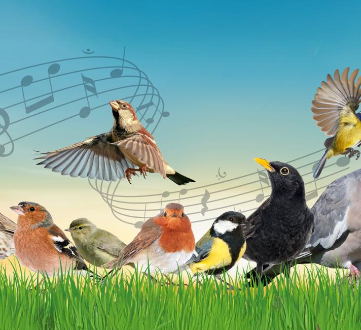 Bird-quiz-getty-banner.jpg Bird-quiz-getty-banner.jpg