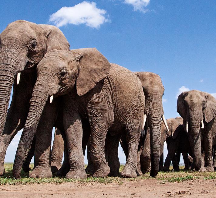 African Elephants Eles-banner-getty.jpg