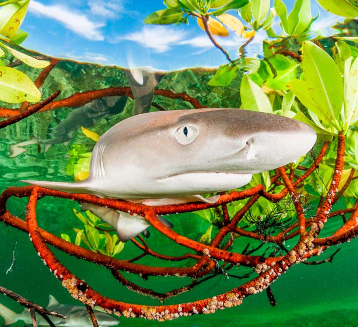 Lemon Shark Lemon Shark