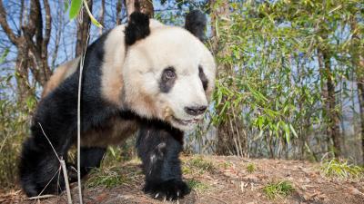 Giant Panda (Ailuropoda melanoleuca) young male, Qinling Mountains, China Giant Panda (Ailuropoda melanoleuca) young male, Qinling Mountains, China