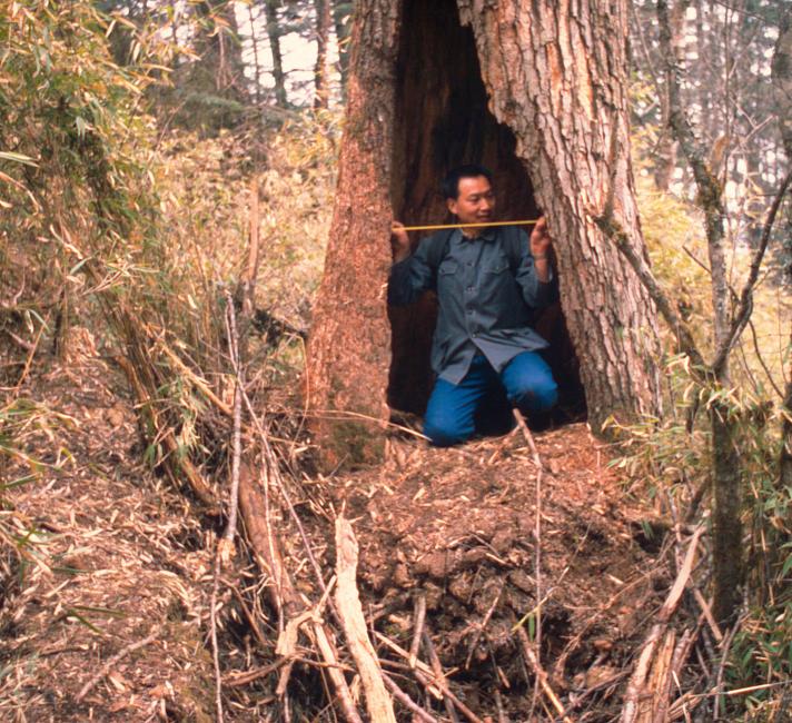 Prof. Hu Jinchu measuring Zhen-Zhen's den a Giant panda Wolong Nature Reserve, Sichuan Province, China