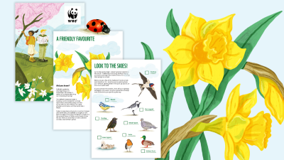 A preview of Spring in Nature pack pages. Titles read, 'A friendly favourite' and 'Look to the skies!'. Illustrations include daffodils, a ladybird and birds.