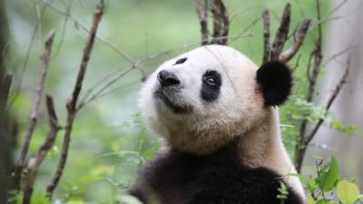 Wild giant panda (Ailuropoda melanoleuca) in Foping county, Qinling Mountains, China