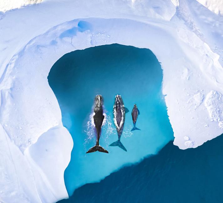 Whales Whales