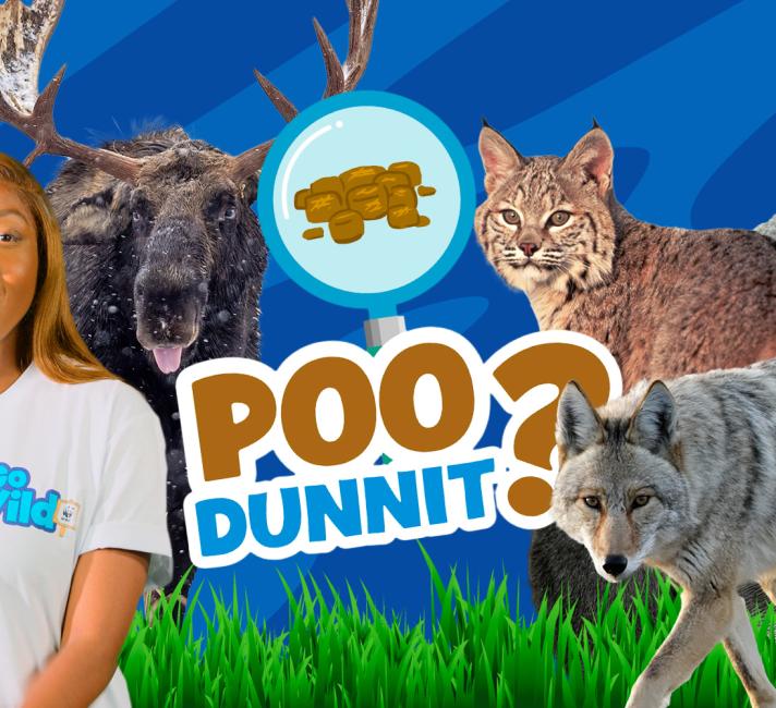 poodunnit3-banner.jpg