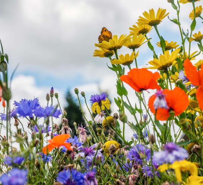 seedbomb-banner-getty.jpg