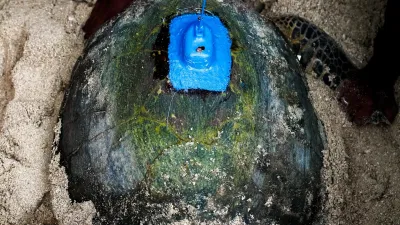 Hawksbill turtle with satellite tag on shell