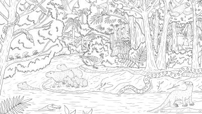 Rainforest colouring sheet Rainforest colouring sheet