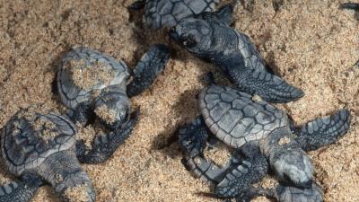 Green turtle hatchlings emerging from the sand