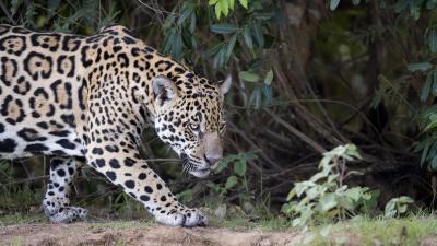 Jaguar in the wild